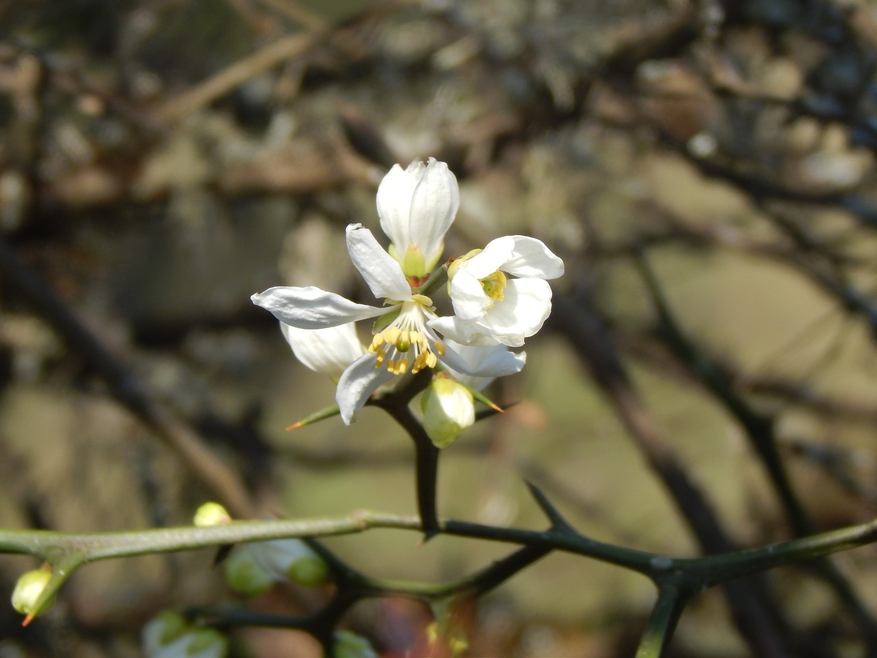 flower white orange blossom free photo