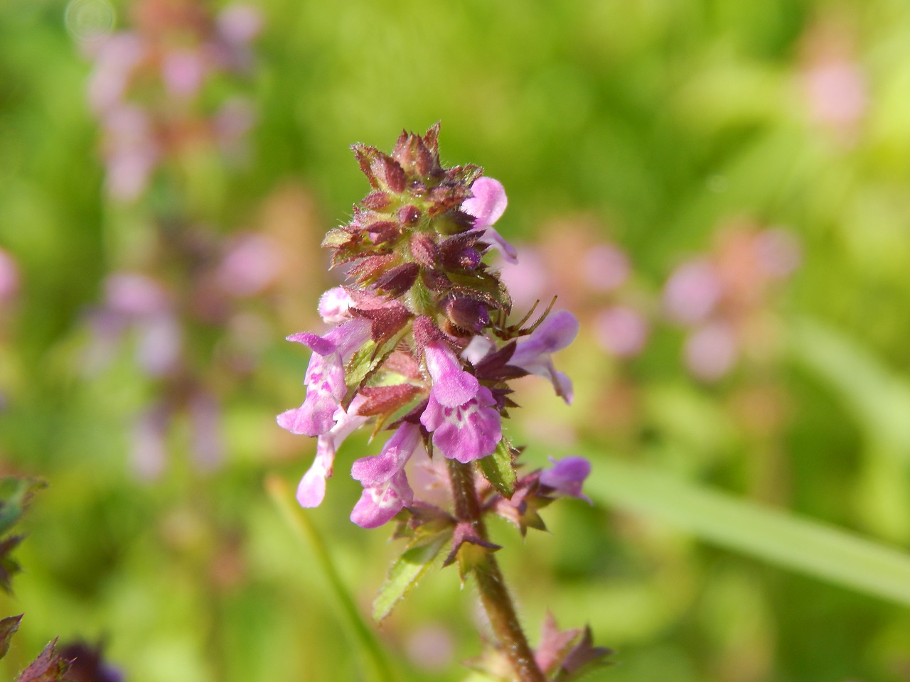 flower small wild free photo