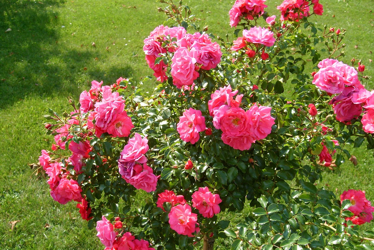 flower red plant free photo