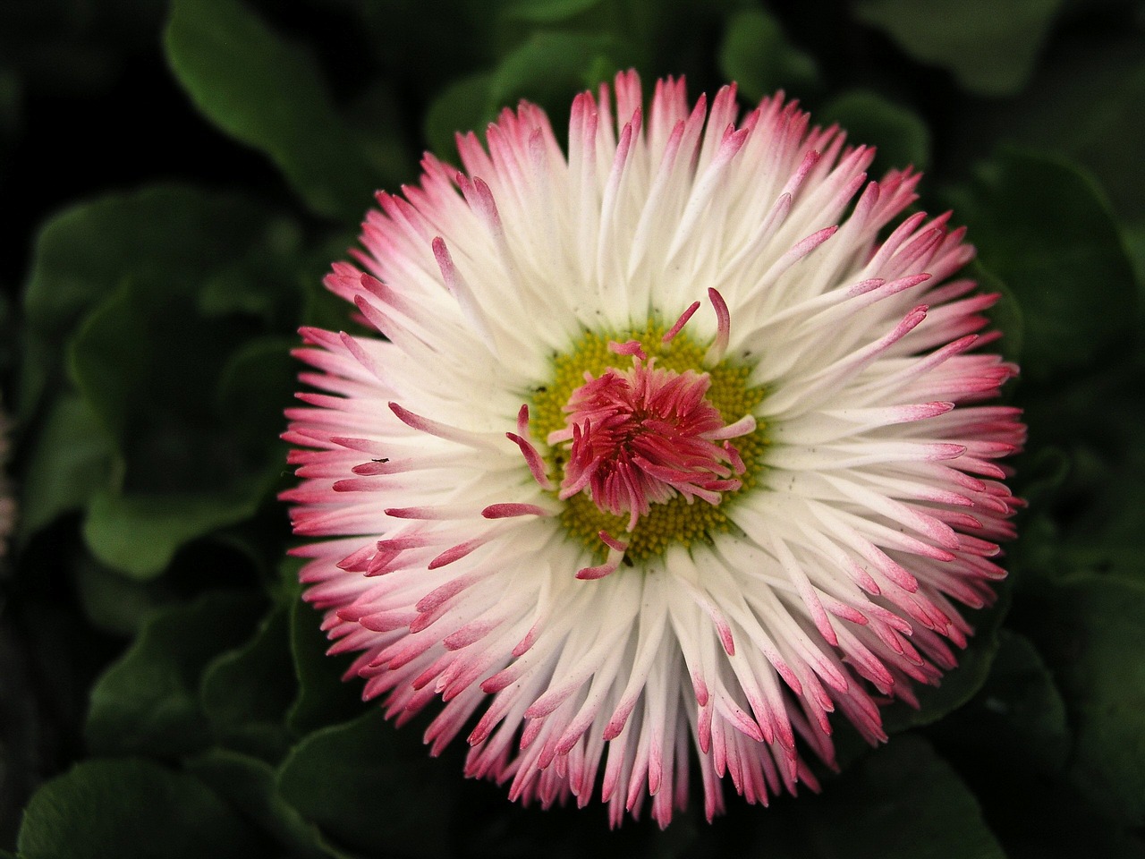 flower bloom daisy free photo