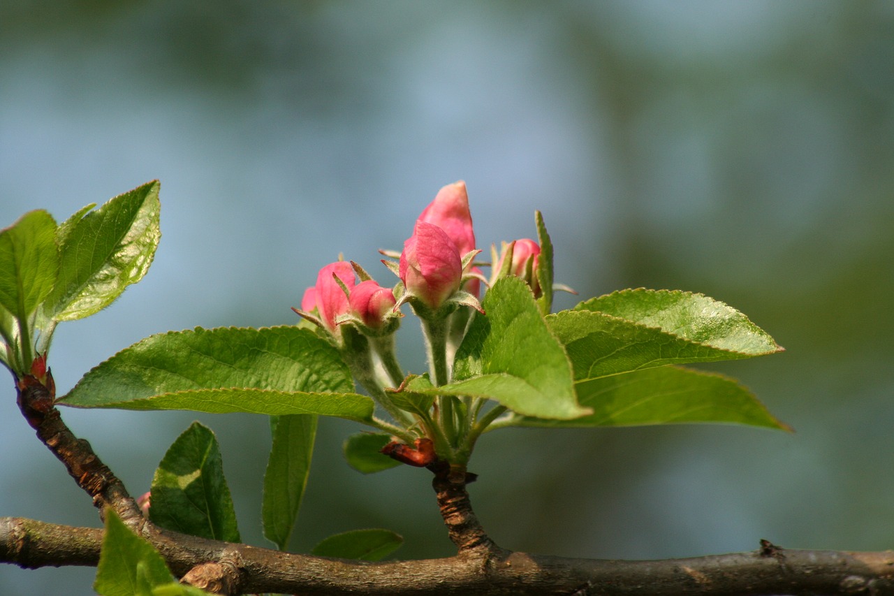 flower bloom blossom free photo