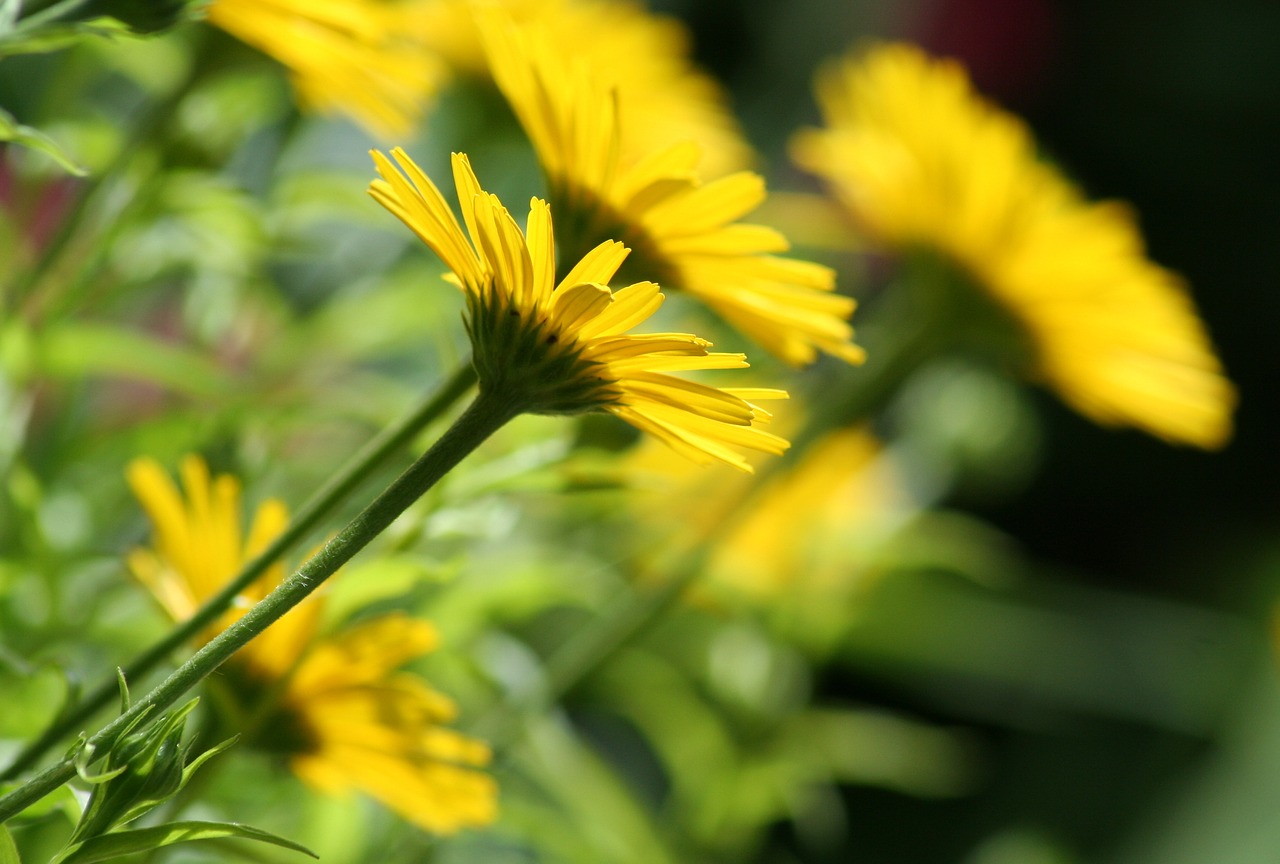 flower bloom yellow free photo