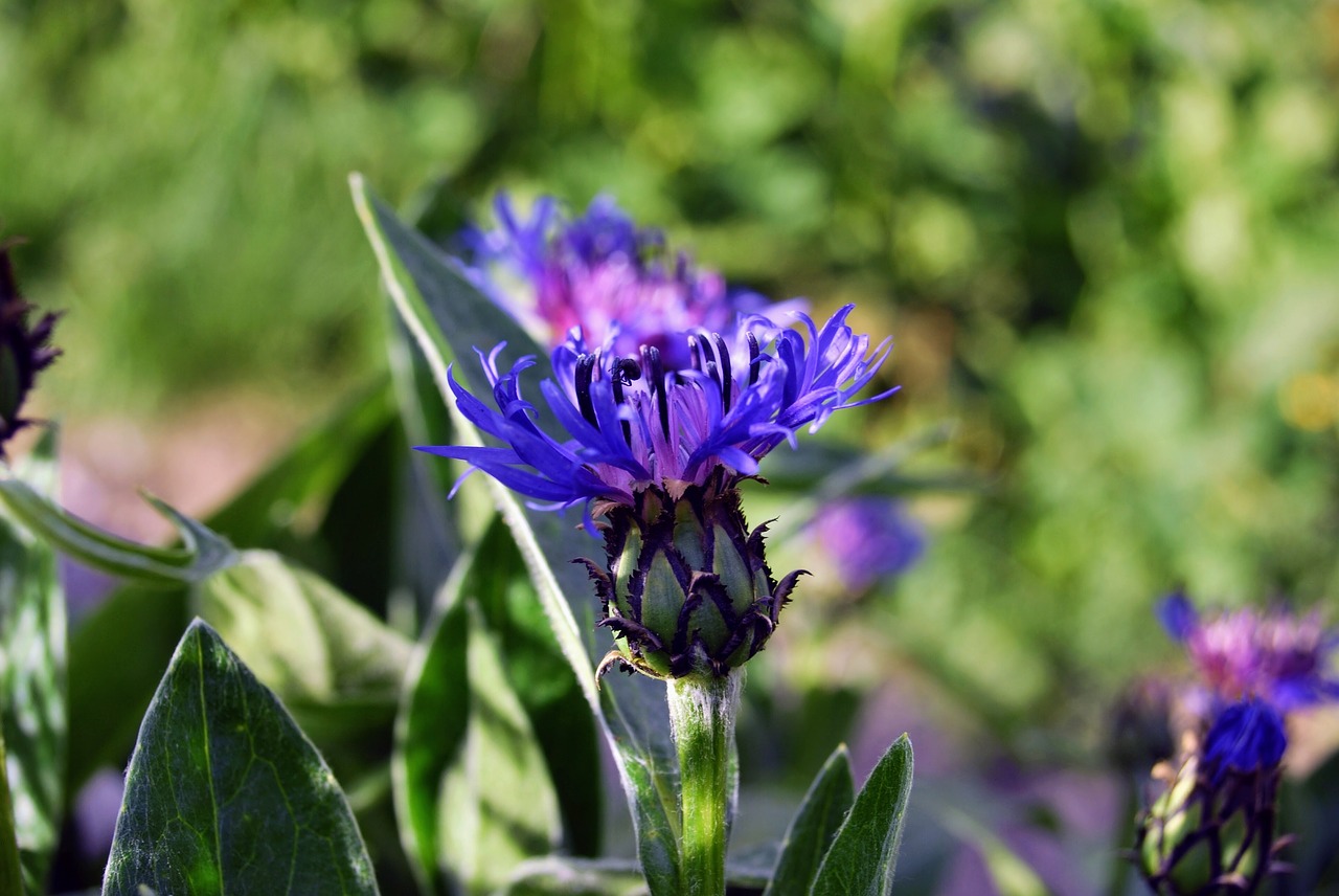 flower plant bloom free photo