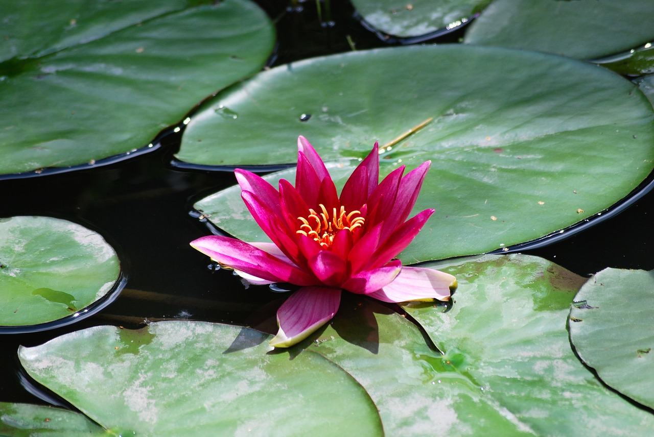 flower water lily plant free photo