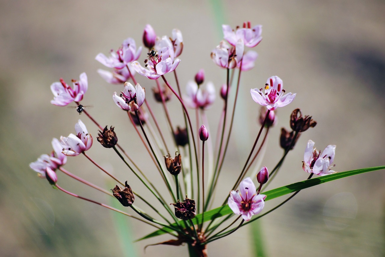 flower plant macro free photo