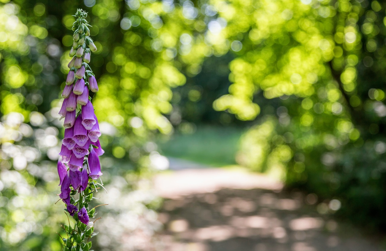 flower plant foxglove free photo