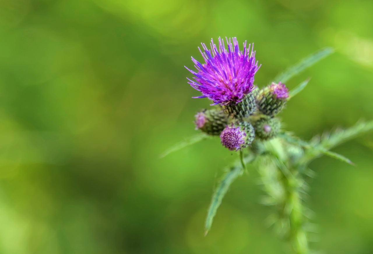 flower thistle plant free photo