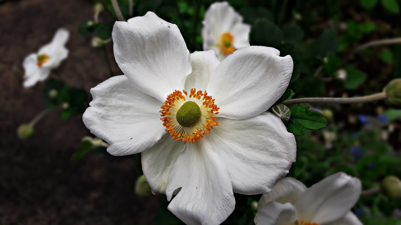 flower white spring free photo