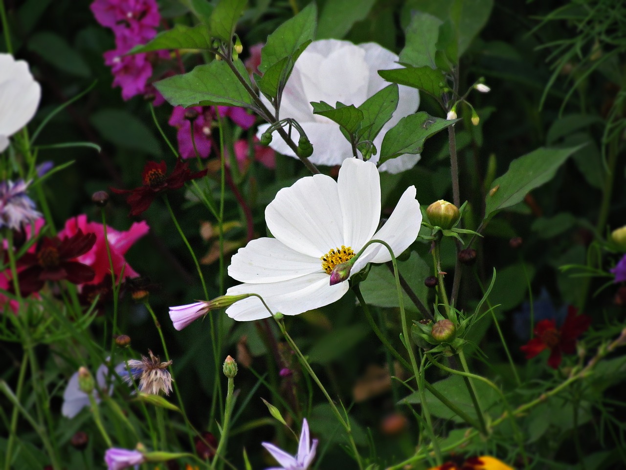 flower wildflowers the beasts of the field free photo