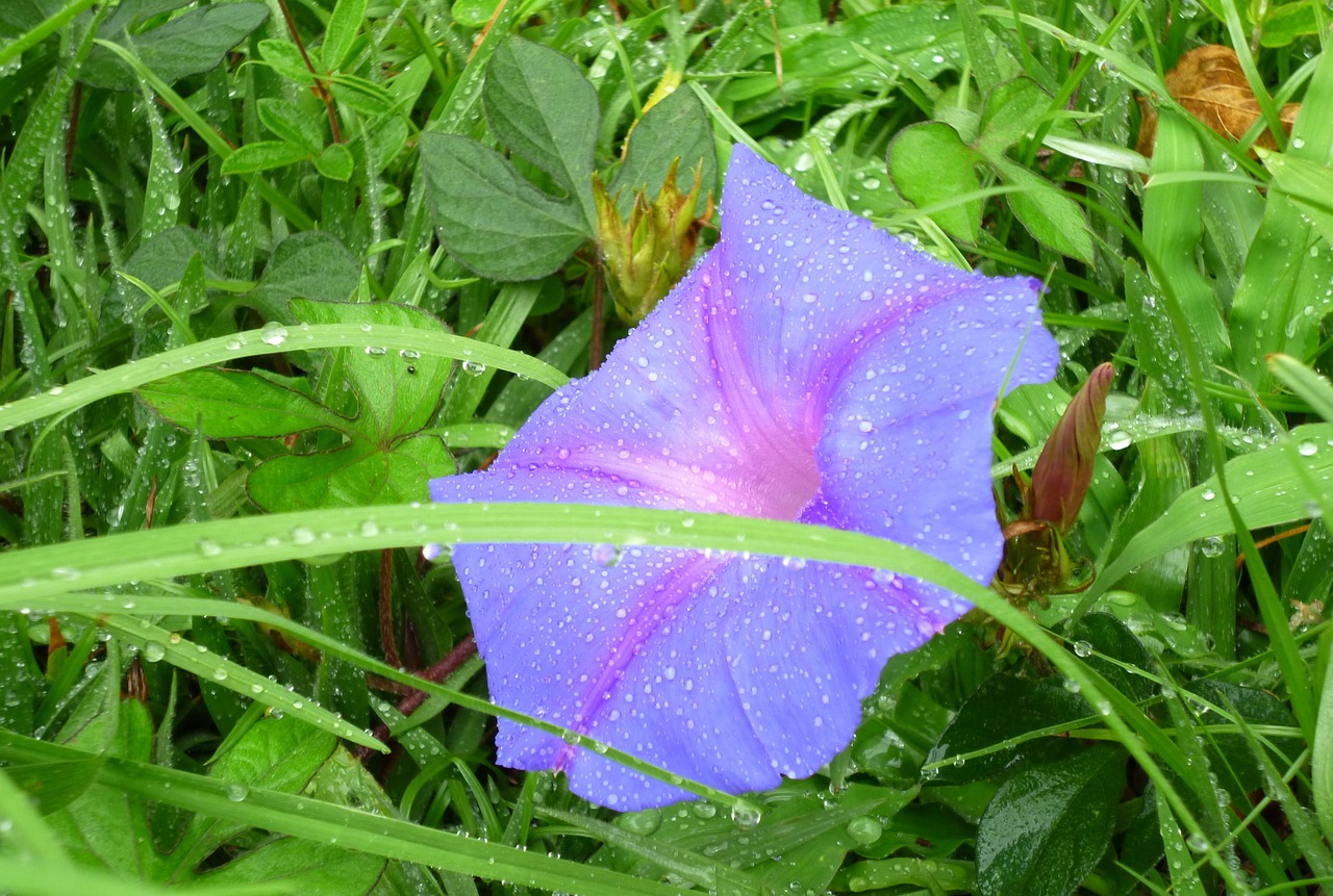 flower drops nature free photo