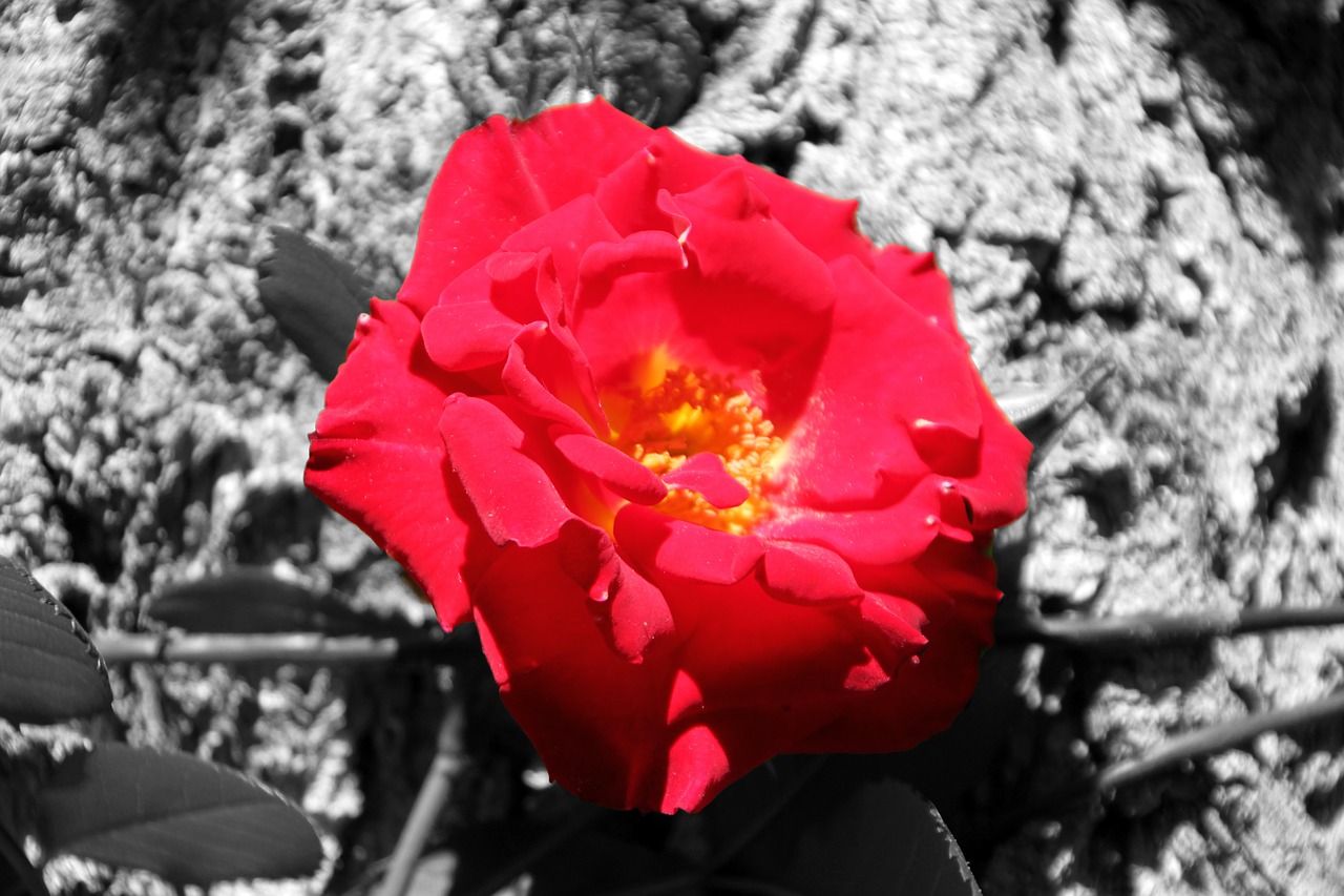 flower rossa red flower free photo