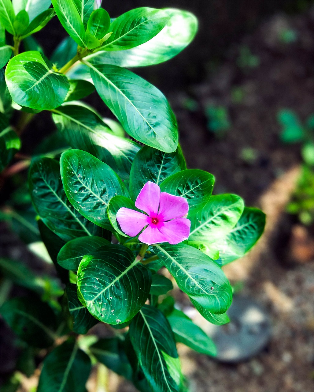 flower blossom blooming free photo