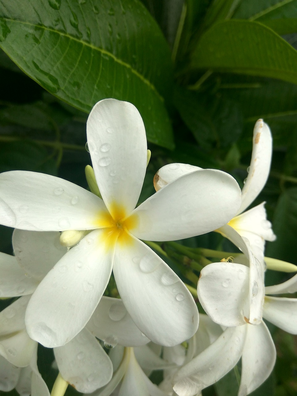 flower white plant free photo