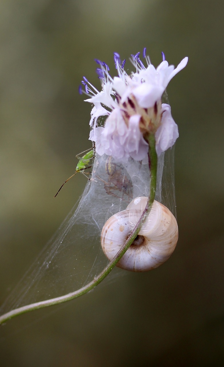 flower snail spider web free photo