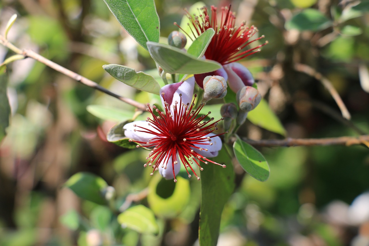 flower garden blossom free photo