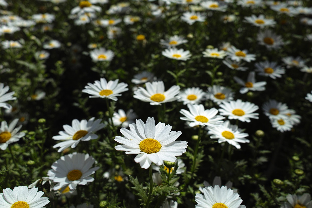 flower daisy garden free photo