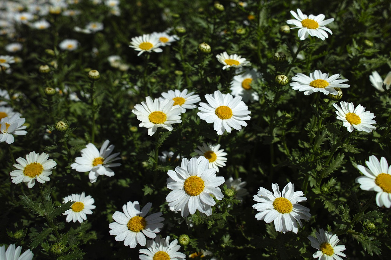 flower daisy garden free photo