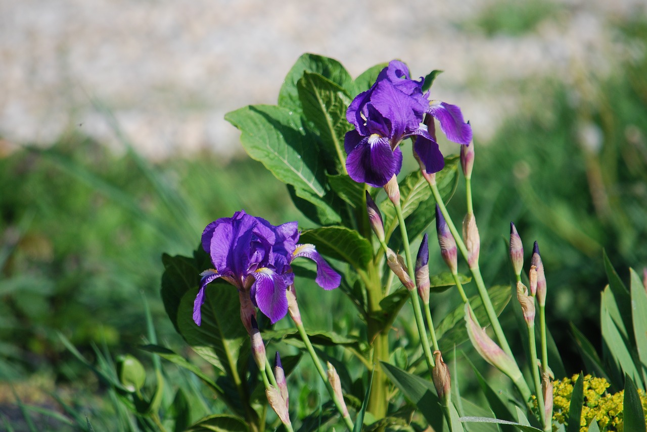 flower iris violet free photo