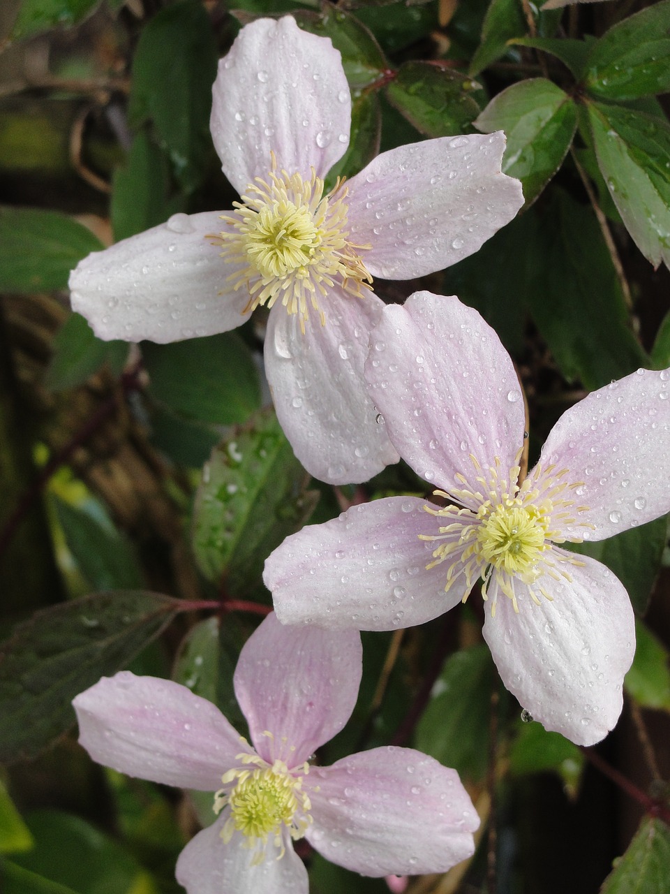 flower montana clematis free photo