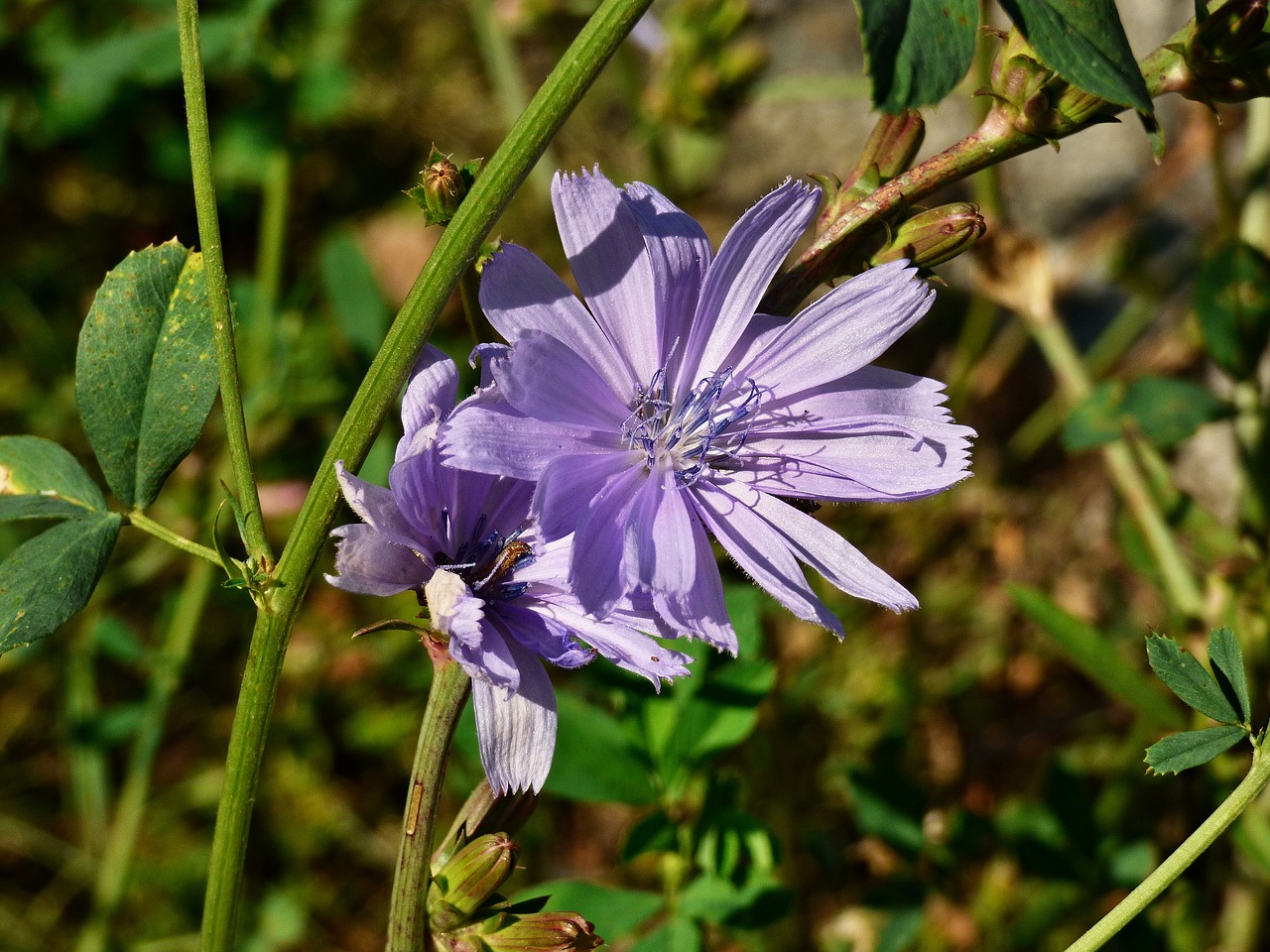 flower plant meadow flowers free photo