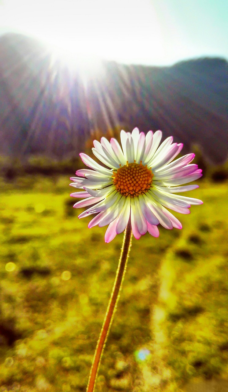 flower macro detail free photo