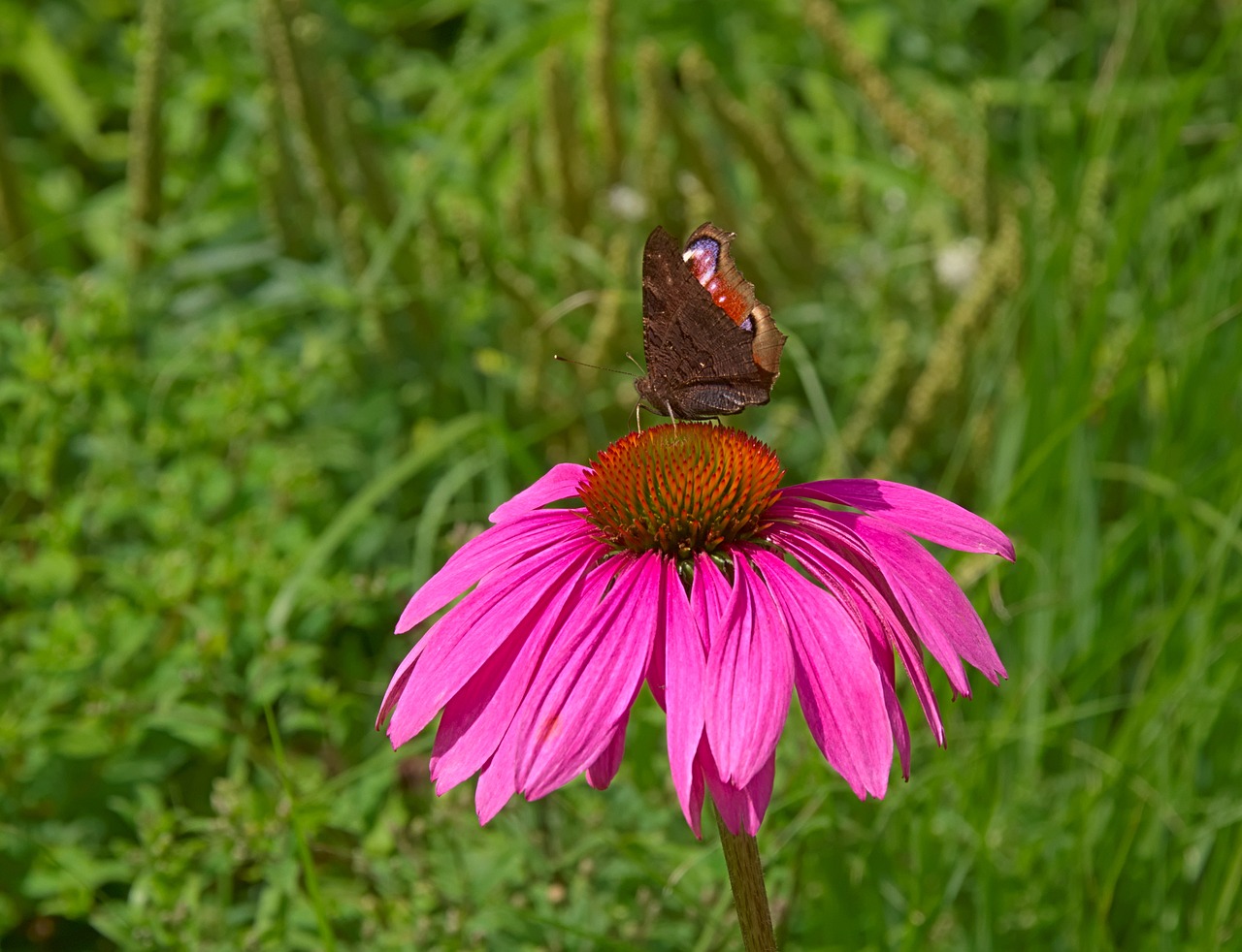 flower pink blossom free photo