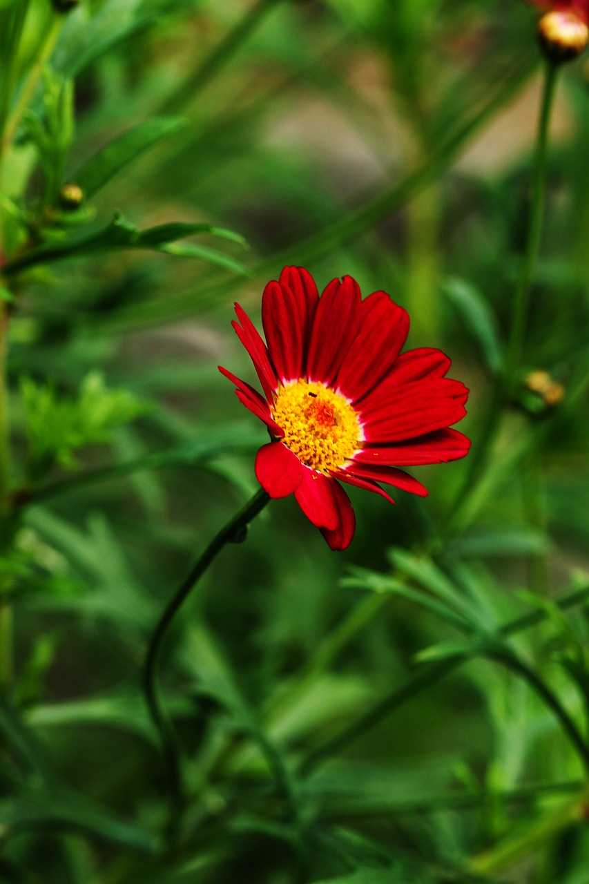 flower garden flower summer flower free photo