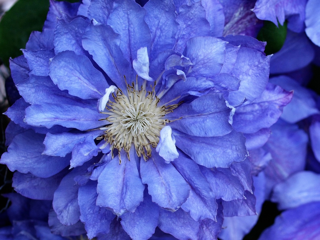 flower bloom plant free photo