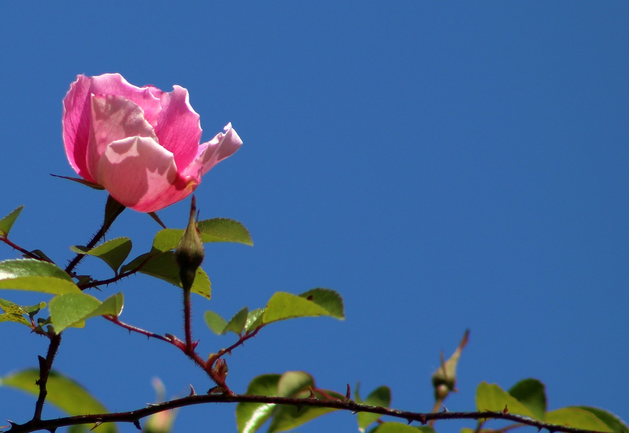 flower bloom plant free photo