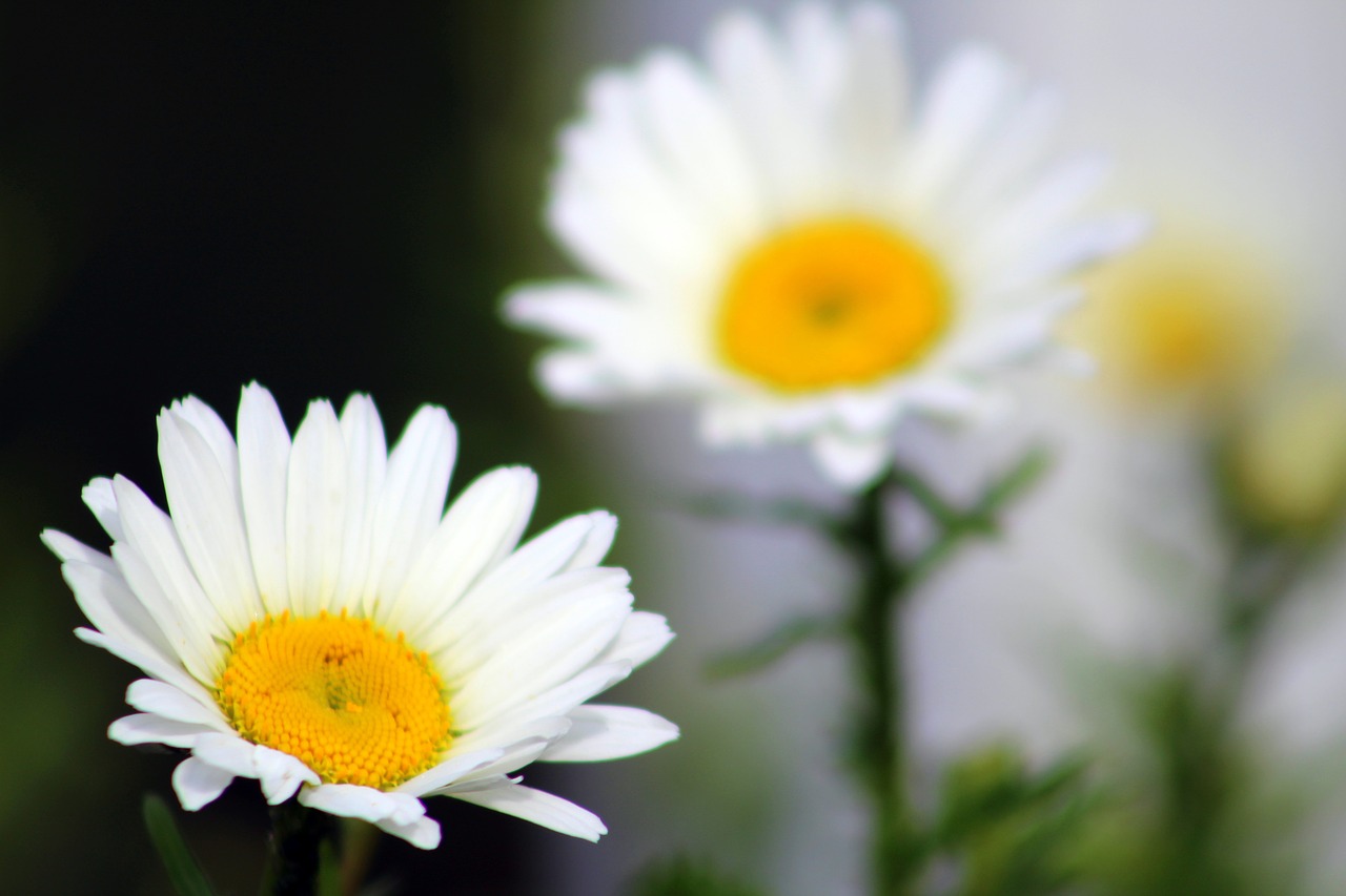 flower bloom plant free photo