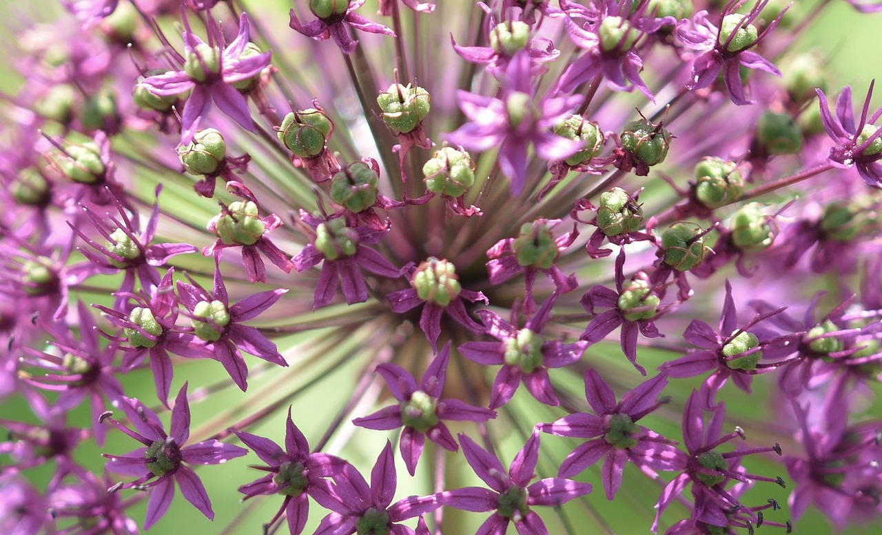 flower pistil plant free photo