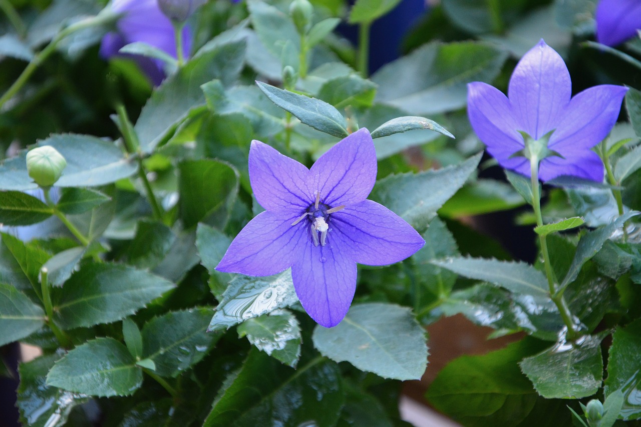 flower flowers bellibells color purple free photo