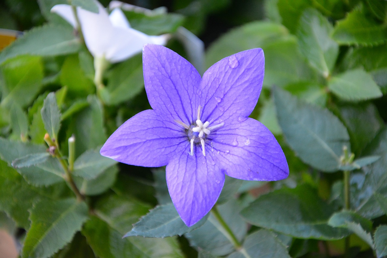 flower flowers bellibells plant free photo