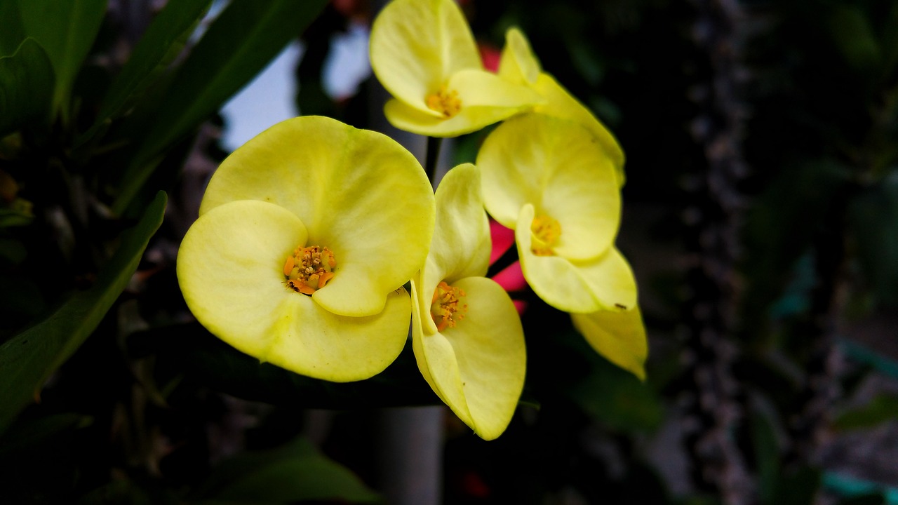 flower yellow belize free photo