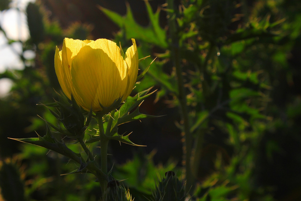 flower yellow garden free photo