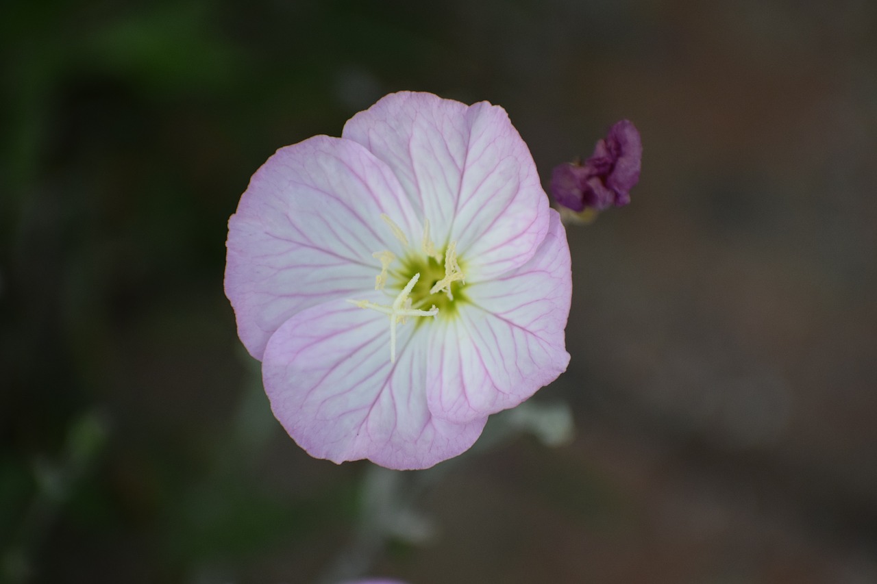 flower macro floral free photo