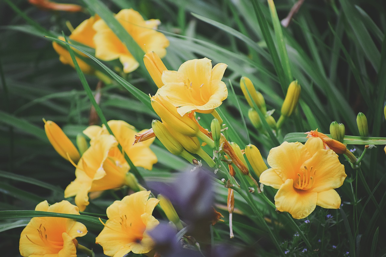 flower macro floral free photo