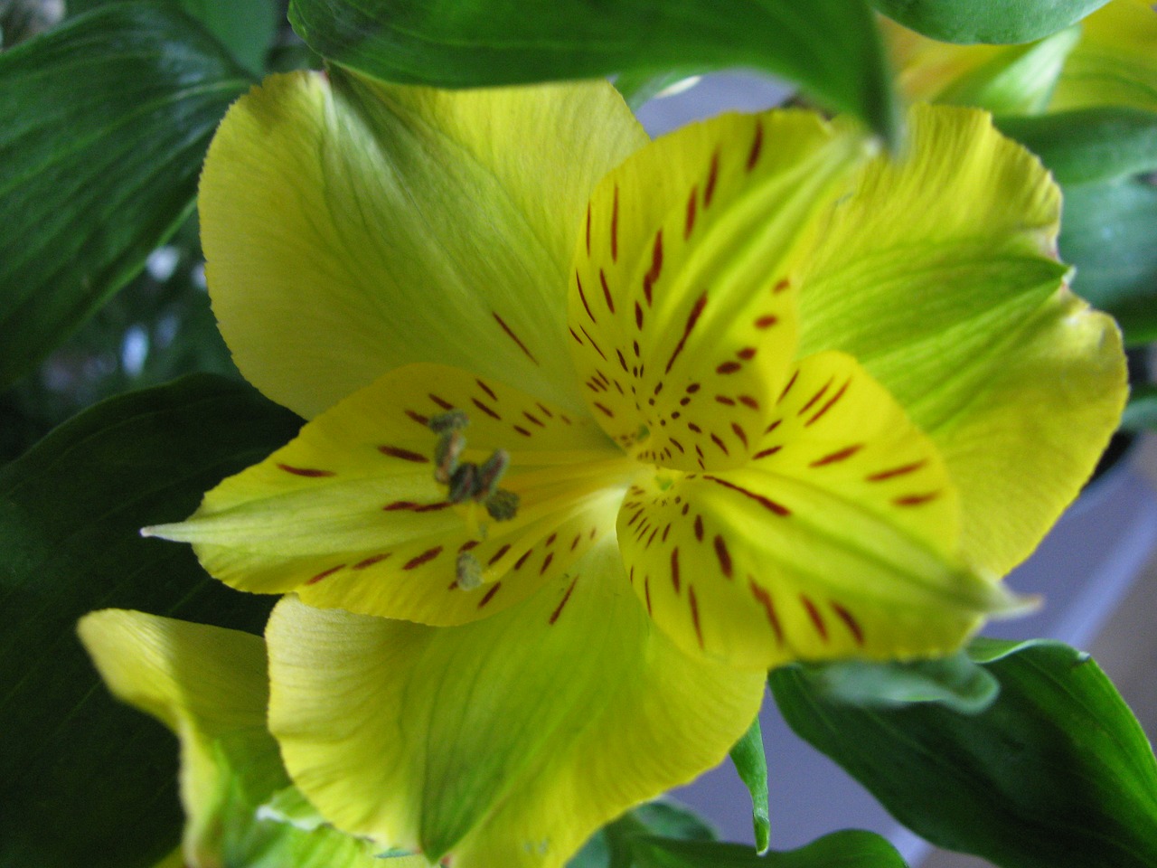 flower iris yellow free photo