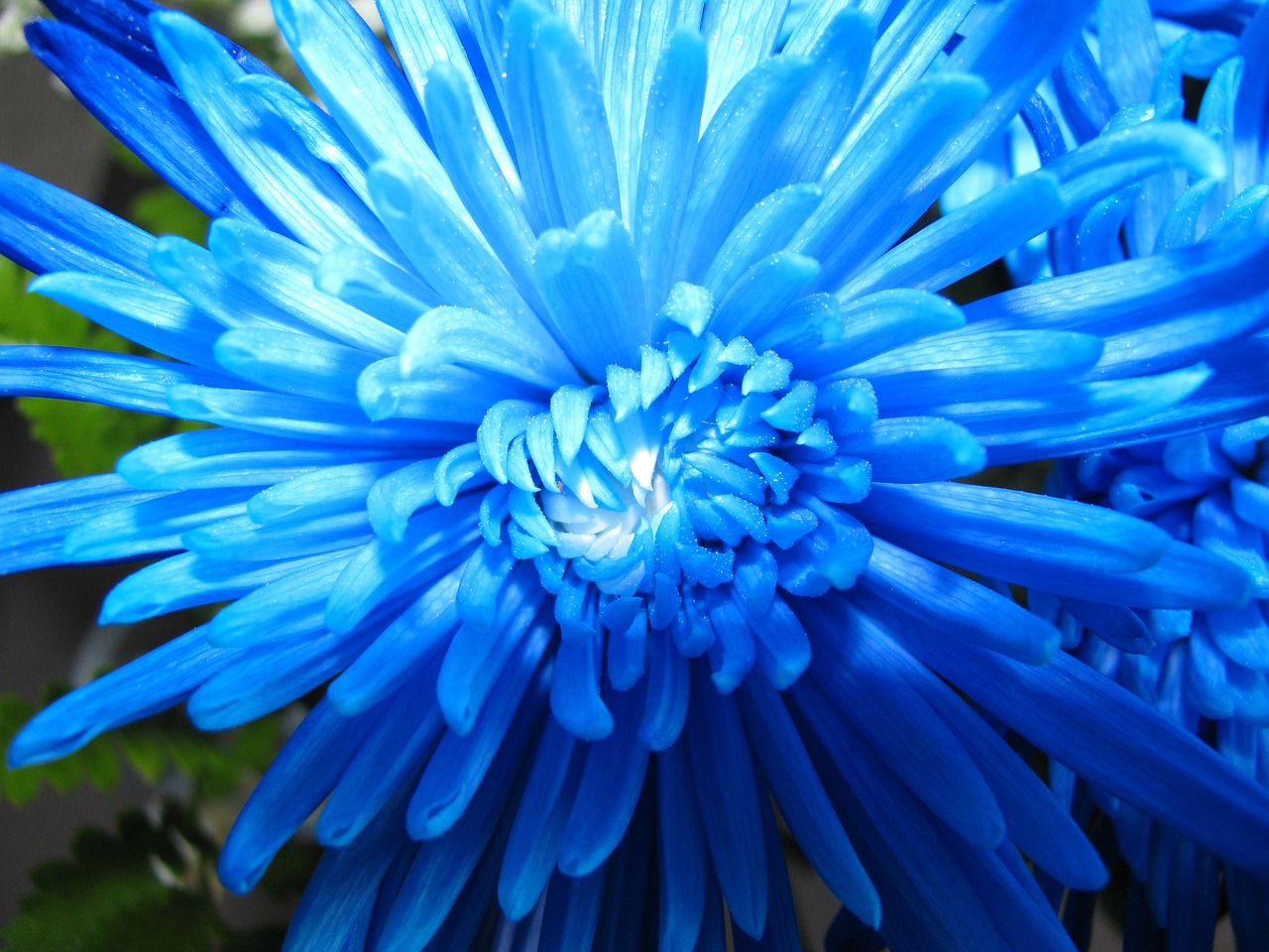 flower blue nature free photo