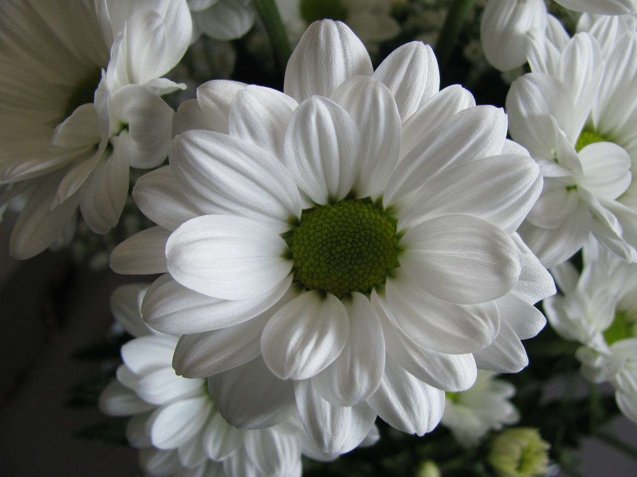 flower white petals free photo