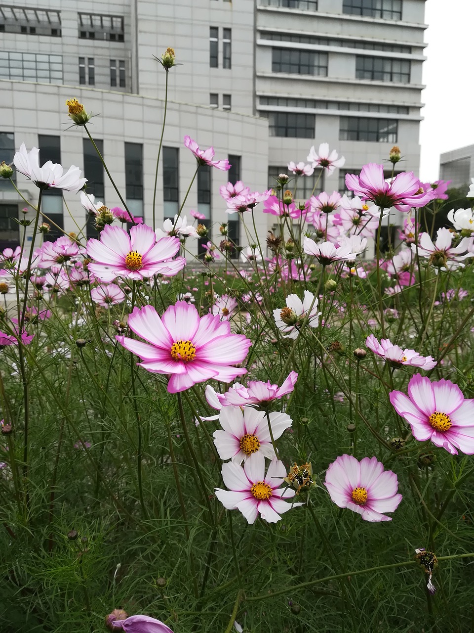 flower sea of flowers campus free photo