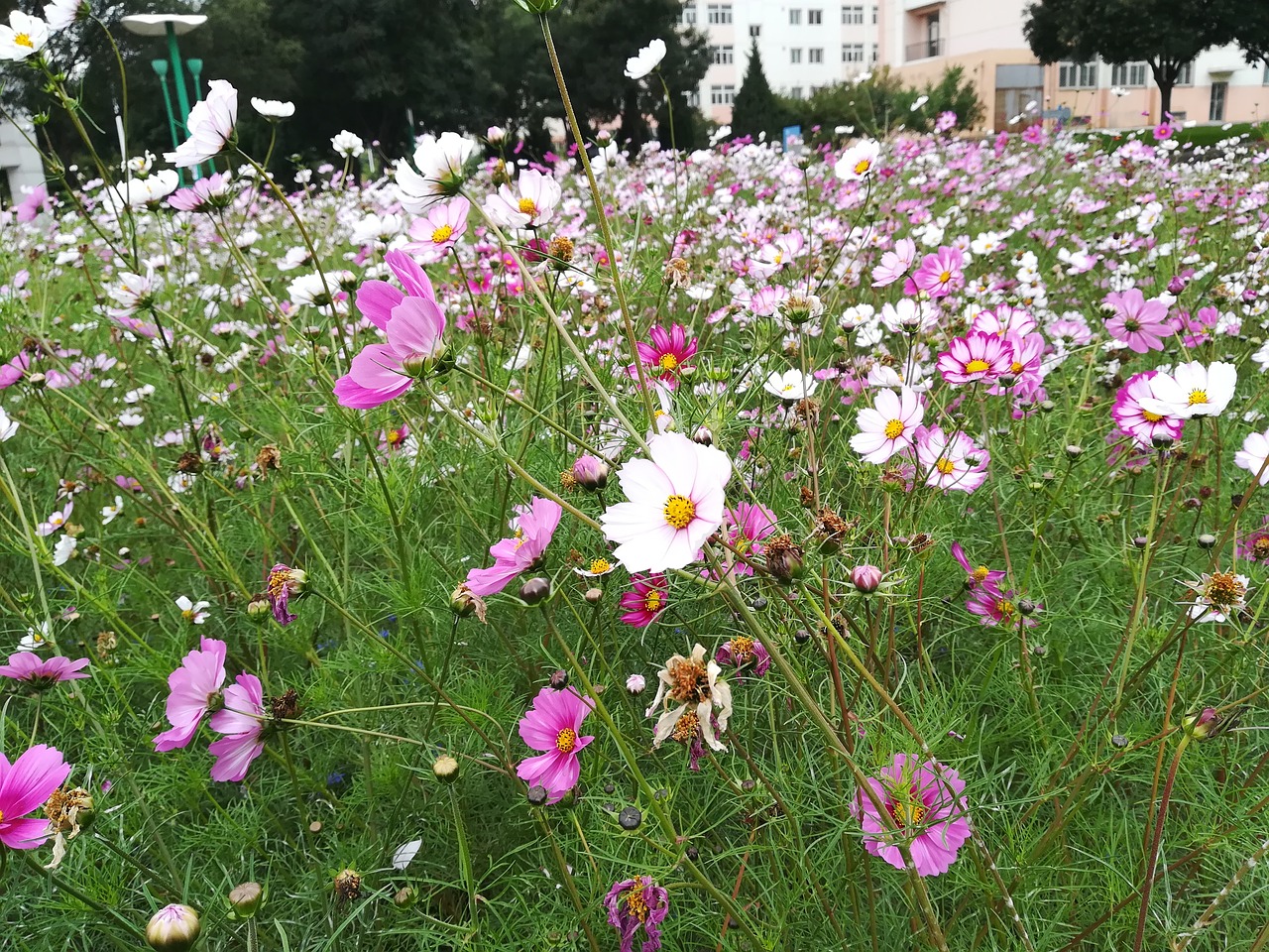 flower sea of flowers campus free photo