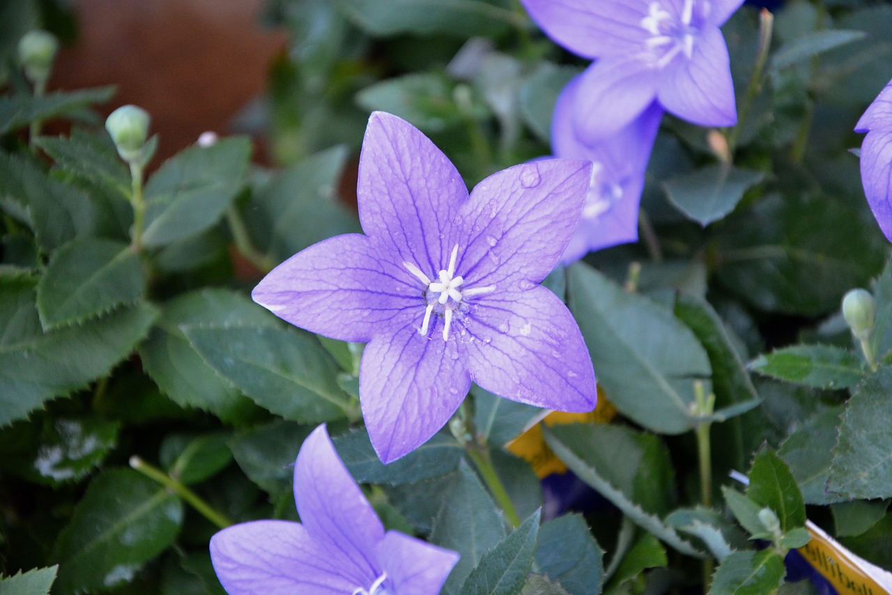 flower purple flowers plants flowering free photo