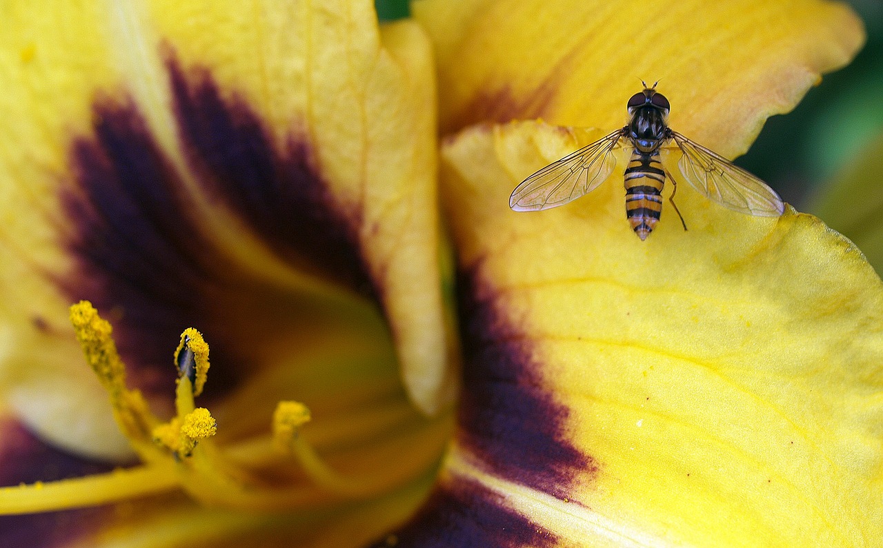 flower insect hover fly free photo