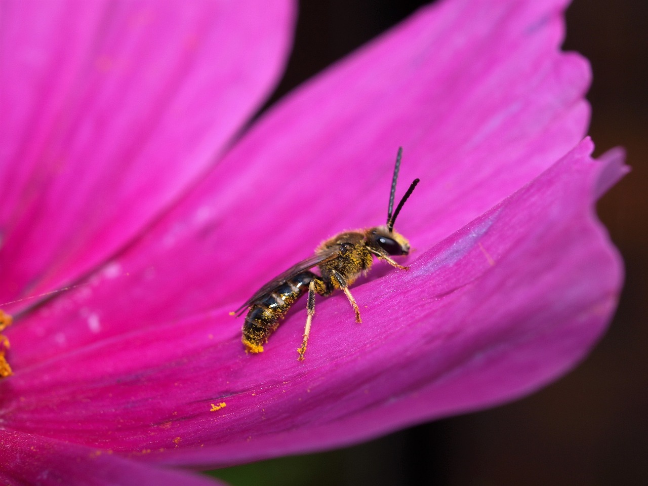 flower insect wasp free photo