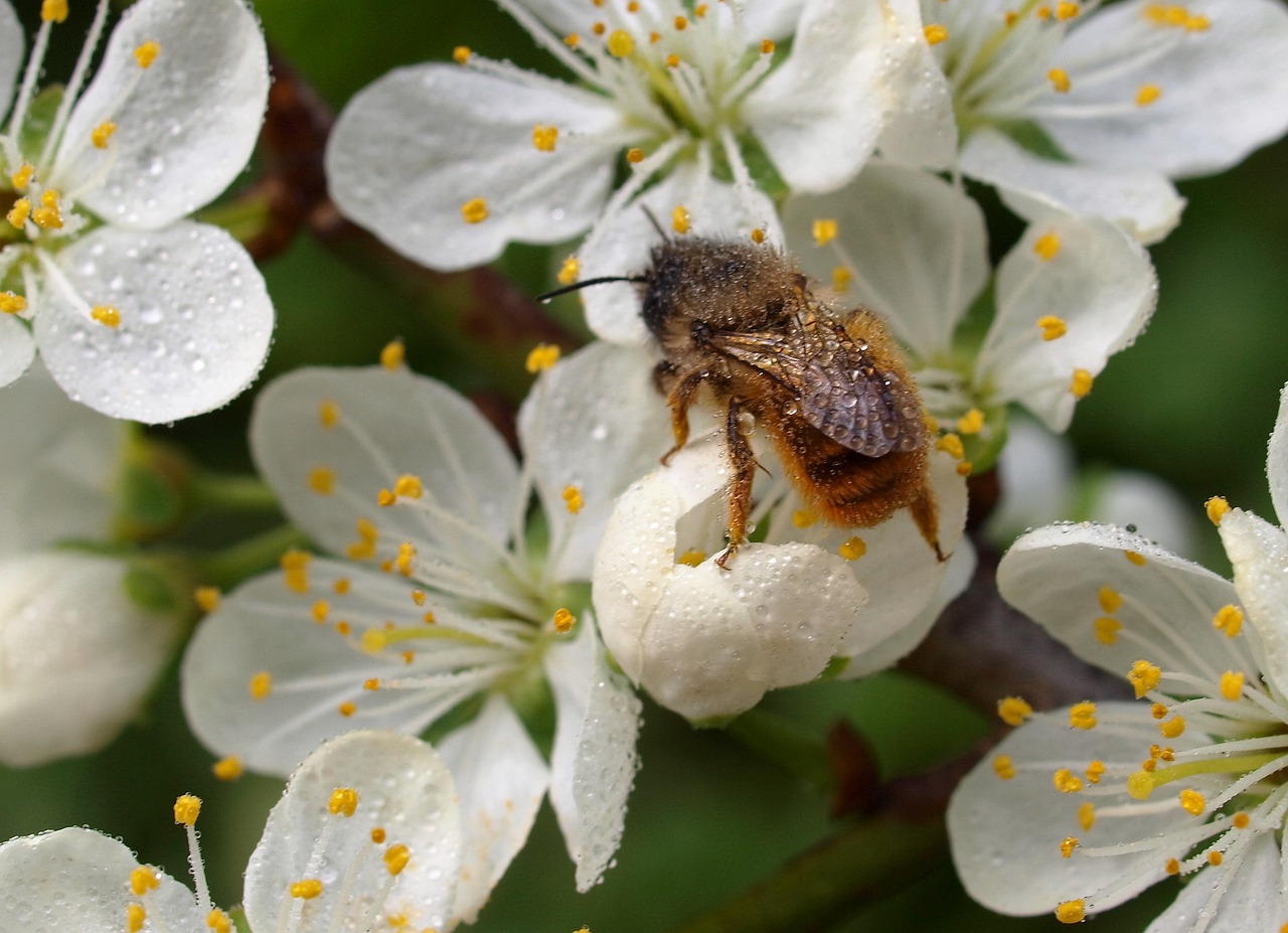 flower insect bee free photo