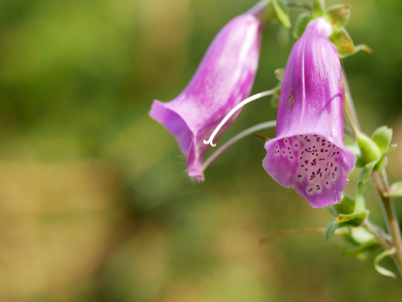 flower purple green free photo