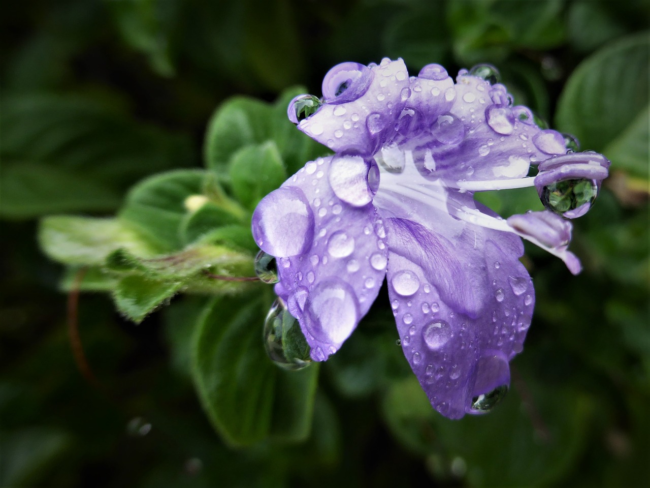 flower mauve raindrops free photo