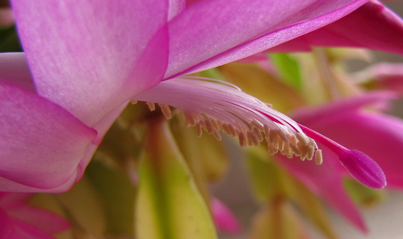 flower indoor cacti free photo