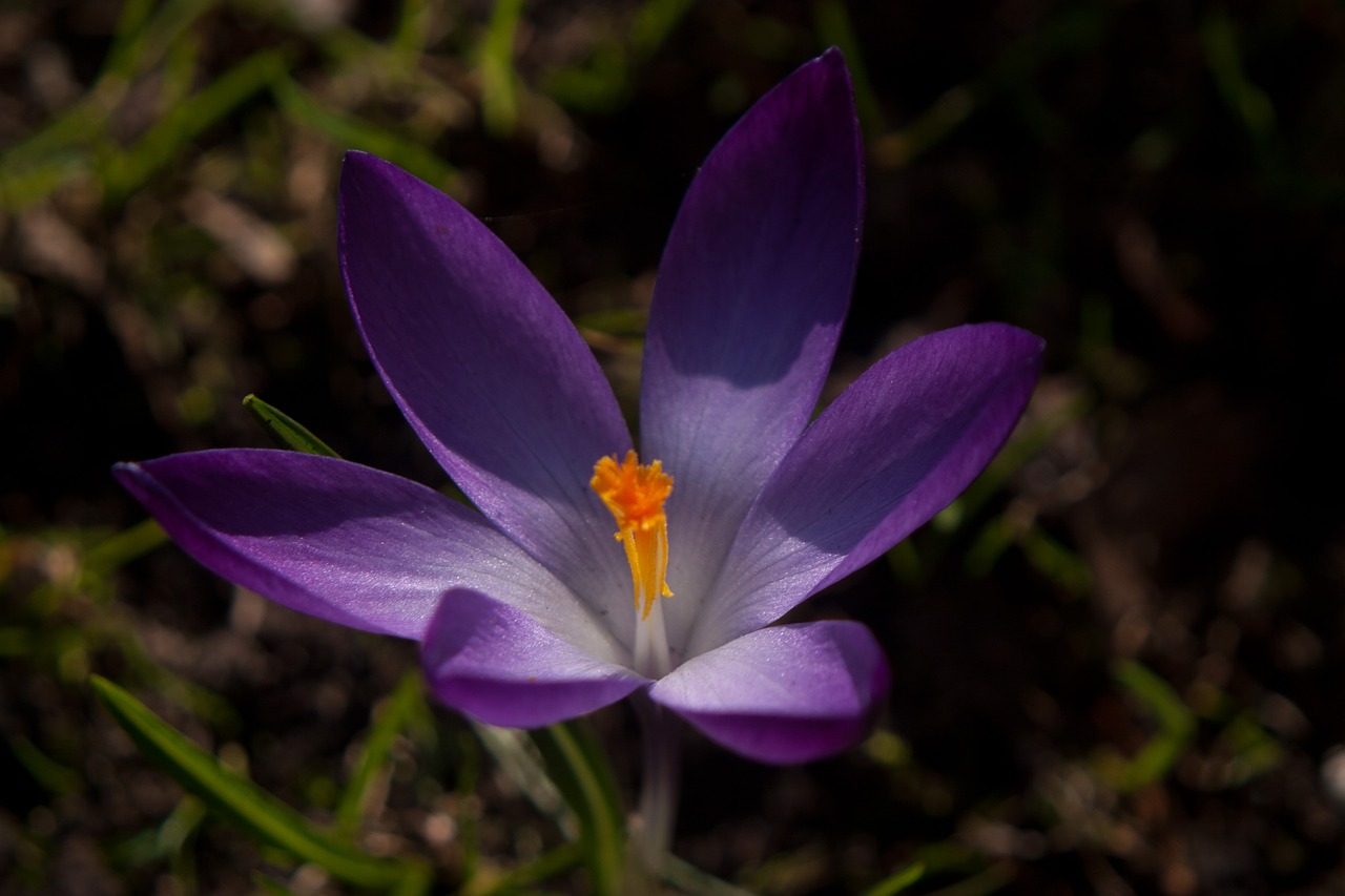 flower macro nature free photo